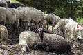 Flocks of sheep graze in the summer in the Ukrainian Carpathians Lysych mountain meadow, Marmara massif. Traditional sheep breedin Royalty Free Stock Photo