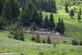 Flocks of sheep graze in the summer in the Ukrainian Carpathians Lysych mountain meadow, Marmara massif. Traditional sheep breedin Royalty Free Stock Photo