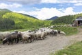 Flocks of sheep graze in the summer in the Ukrainian Carpathians Lysych mountain meadow, Marmara massif. Traditional sheep breedin Royalty Free Stock Photo