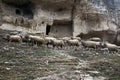 Flocks of sheep roam on a hillside under the walls of the abandoned cave town