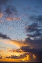 Flocks of starlings flying into a bright yellow sunset Royalty Free Stock Photo