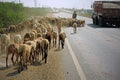 Flocks on the state highway