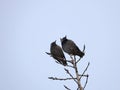 Flocks of White-cheeked Starlings Royalty Free Stock Photo