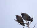Flocks of White-cheeked Starlings Royalty Free Stock Photo