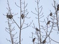 Flocks of White-cheeked Starlings Royalty Free Stock Photo