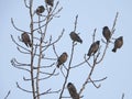 Flocks of White-cheeked Starlings Royalty Free Stock Photo