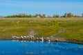 Flocks of white domestic geese walk along the shore drink water and wash by the river with water lilies on the background of a vil Royalty Free Stock Photo