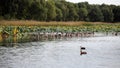 Flocks of wild ducks, waterfowl, swan geese and other wild birds inhabit the lake. Royalty Free Stock Photo