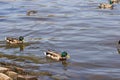 Flocks of wild mallards swim in the autumn pond. Drake ducks with green heads swims in lake or river with blue water Royalty Free Stock Photo