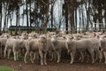 Flocks of young unshorn lambs seperated, in the sheep yards, from their parents, out the front of the shearing sheds waiting to be