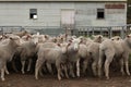 Flocks of young unshorn lambs seperated, in the sheep yards, from their parents, out the front of the shearing sheds waiting to be