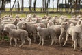 Flocks of young unshorn lambs seperated, in the sheep yards, from their parents, out the front of the shearing sheds waiting to be