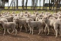 Flocks of young unshorn lambs seperated, in the sheep yards, from their parents, out the front of the shearing sheds waiting to be