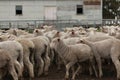 Flocks of young unshorn lambs seperated, in the sheep yards, from their parents, out the front of the shearing sheds waiting to be