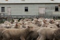 Flocks of young unshorn lambs seperated, in the sheep yards, from their parents, out the front of the shearing sheds waiting to be