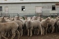 Flocks of young unshorn lambs seperated, in the sheep yards, from their parents, out the front of the shearing sheds waiting to be