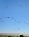 Flocks of migrating pelicans in morning sky. Israel