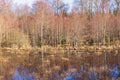 Flodded meadow by a forest at spring Royalty Free Stock Photo