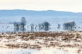 Flodded meadow with trees in springtime Royalty Free Stock Photo