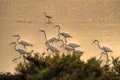 The flog of Great Egret