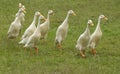 Flog of white ducks