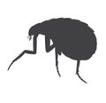 Floh Insect Silhouette Royalty Free Stock Photo