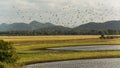 Flok of birds flying over a dry grassy field