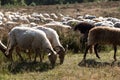 A flok of the Drenthe Heath Sheep, grazing