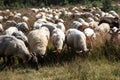 A flok of the Drenthe Heath Sheep, grazing