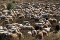 A flok of the Drenthe Heath Sheep, grazing