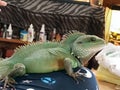 Floki the Chinese water dragon Ã°Å¸ÂÂ² Royalty Free Stock Photo