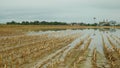 Flood corn mold blight maize yellow ears plants field harvested damaged flooded water mud plantation damage catastrophe