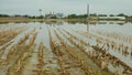 Flood corn mold blight maize yellow ears plants field harvested damaged flooded water mud plantation damage catastrophe