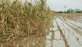 Flood corn mold blight maize yellow ears plants field damaged flooded water mud plantation damage catastrophe crops