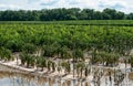 Flood Damaged Tomato Crop Royalty Free Stock Photo