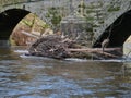 Flood debris on river