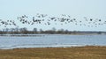 Flood field full goose bird in spring, Lithuania Royalty Free Stock Photo