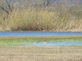 Flood field and goose birds, Lithuania Royalty Free Stock Photo