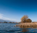 Flood. Flooded corn field in Slovenia.