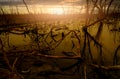 Flood forest and dead tree problems from climate change. Environmental topics background. Concept of save the earth from Royalty Free Stock Photo