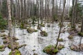 flood, forest, tree trunks frozen in water, winter Royalty Free Stock Photo
