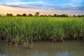 Flood-hit sugarcane farm sugar cane farm in thailand