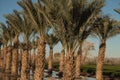 Flood Irrigated Date Palm Grove Royalty Free Stock Photo