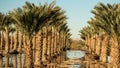 Flood Irrigation Date Palm Orchard