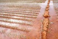 Flood irrigation of a vegetable plantation wasting water Royalty Free Stock Photo