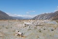 Flood plain of Rangitata River in the middle of summer Royalty Free Stock Photo