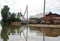 Flood. The river Ob, which emerged from the shores, flooded the outskirts of the city. Livestock escapes on the hill. Royalty Free Stock Photo