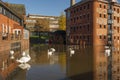 Flood and swans by Worcester bridge Worcestershire UK