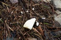 The flood washed up a lot of branches and plastic rubbish on the banks of the river. polystyrene foam from a few kilometers of roa Royalty Free Stock Photo