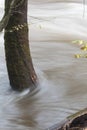Flood waters rushing around the base of a tree Royalty Free Stock Photo